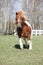 Gorgeous Shetland pony running