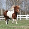 Gorgeous Shetland pony running