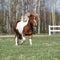 Gorgeous Shetland pony running