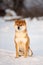 Gorgeous shiba inu male dog sitting in the forest in winter. Japanese shiba inu dog in the snow