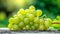 Gorgeous Shine Muscat Green Grapes Shimmering on Vibrant Green Background --