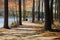 A gorgeous shot of a footpath through the forest surrounded by tall slender lush green pine trees on the banks of the lake