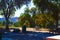 A gorgeous shot of a group of lush green and autumn colored trees in the park