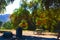 A gorgeous shot of a group of lush green and autumn colored trees in the park