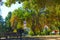 A gorgeous shot of a group of lush green and autumn colored trees in the park