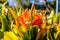 A gorgeous shot of an orange and yellow Clivia flower in the garden surrounded by lush green leaves