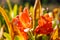 A gorgeous shot of an orange and yellow Clivia flower in the garden surrounded by lush green leaves