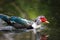 A gorgeous shot of a white and black Muscovy duck with a red face and orange feet