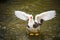 A gorgeous shot of a white and black Muscovy duck with a red face and orange feet with its wings spread majestically