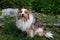 Gorgeous shy-looking mahogany sable Shetland Sheepdog