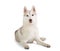 Gorgeous siberian husky sitting on the floor and looking at came