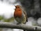 Gorgeous singing robin with opened beak is sitting on grey branch.