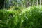 Gorgeous small flowers bloom in the green grass against the backdrop of the forest.