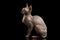 Gorgeous Sphynx Cat Sitting Curious Looks Isolated on Black