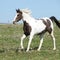 Gorgeous spotted horse running on spring pasturage