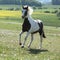 Gorgeous spotted horse running on spring pasturage