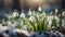 Gorgeous spring flowers snowdrops close decoration environment