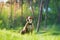 Gorgeous staffordshire terrier at a nature park, tele photo shot.