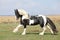 Gorgeous stallion with long flying mane