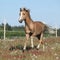 Gorgeous stallion running on spring pasturage