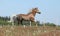 Gorgeous stallion running on spring pasturage