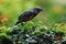 A gorgeous starling bird is preying on a cricket in the bush.