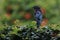 A gorgeous starling bird is preying on a cricket in the bush.