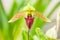 Gorgeous the Sukhakulâ€™s Paphiopedilum is in bloom