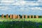 Gorgeous summer landscape with colorful cornflowers and the ruins of an old barn, made of boulders and red bricks