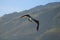 A gorgeous summer landscape at Malibu Lagoon with a brown and white seagull in flight