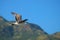 A gorgeous summer landscape at Malibu Lagoon with a brown and white seagull in flight