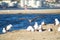 A gorgeous summer landscape at the Malibu Lagoon with brown and white seagull in flight and brown and black seagulls standing