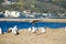 A gorgeous summer landscape at the Malibu Lagoon with brown and white seagull in flight and brown and black seagulls standing