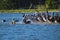 A gorgeous summer landscape at the Malibu Lagoon with a flock pelicans standing on land surrounded by blue ocean water