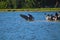 A gorgeous summer landscape at the Malibu Lagoon with a flock pelicans standing on land surrounded by blue ocean water