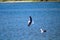 A gorgeous summer landscape at the Malibu Lagoon with a seagull in flight surrounded by deep blue lagoon water at Malibu Lagoon