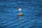 A gorgeous summer landscape at the Malibu Lagoon with a white and black seagull in flight over a rock in the shimmering blue ocean