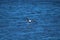 A gorgeous summer landscape at the Malibu Lagoon with a white and black seagull in flight over the  shimmering blue ocean water