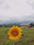 Gorgeous sunflower and farmer