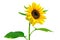 Gorgeous sunflower with green leaves