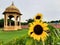 Gorgeous sunflower with monument in background