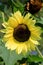 Gorgeous sunflower in sunny meadow