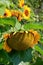 Gorgeous Sunflowers,with heavy heads hanging over lush green leaves