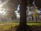 Gorgeous sunlit morning in a Belgrade, Serbia park with lush green grass and tree