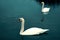 Gorgeous swans at the deep blue alps lake