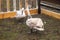 Gorgeous swans in the zoo