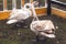 Gorgeous swans in the zoo