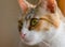 Gorgeous tabby kitten portrait. Extreme macro close up with focus in the eye