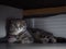 Gorgeous tabby scottish fold cat hides under the bed with grey mouse toy