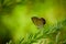 Gorgeous tailed cupid butterfly on its host plant